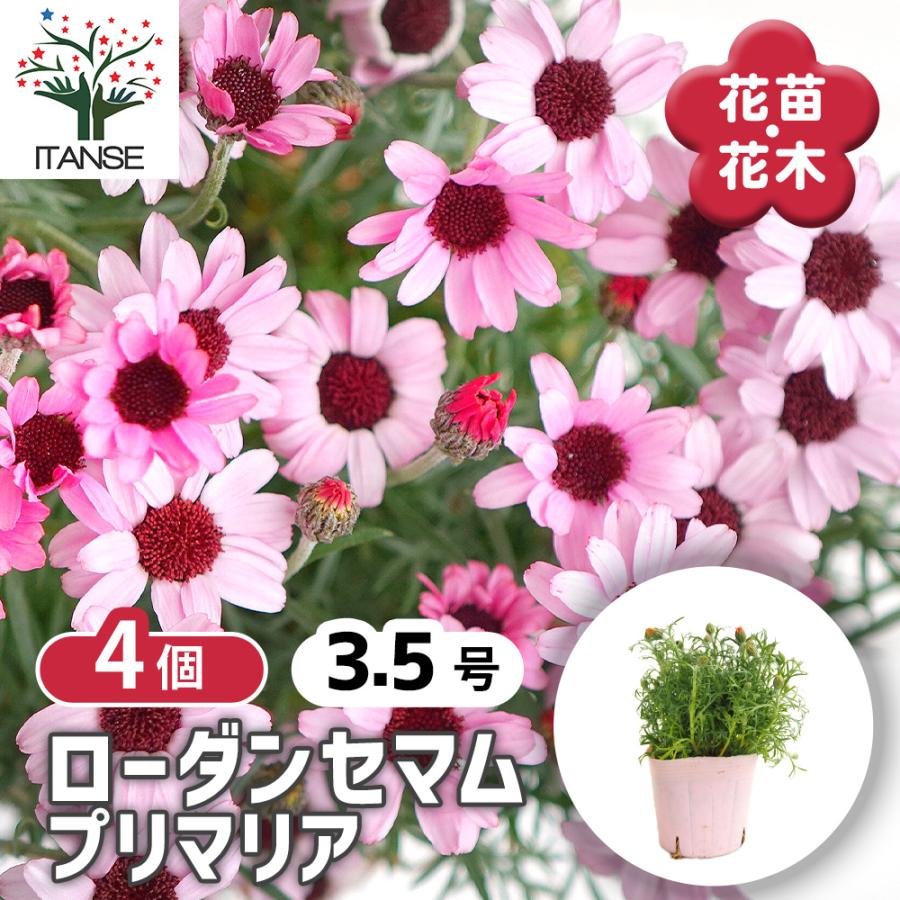 ローダンセマム プリマリア 花苗 3.5号/お買い得4個セット 花の苗 