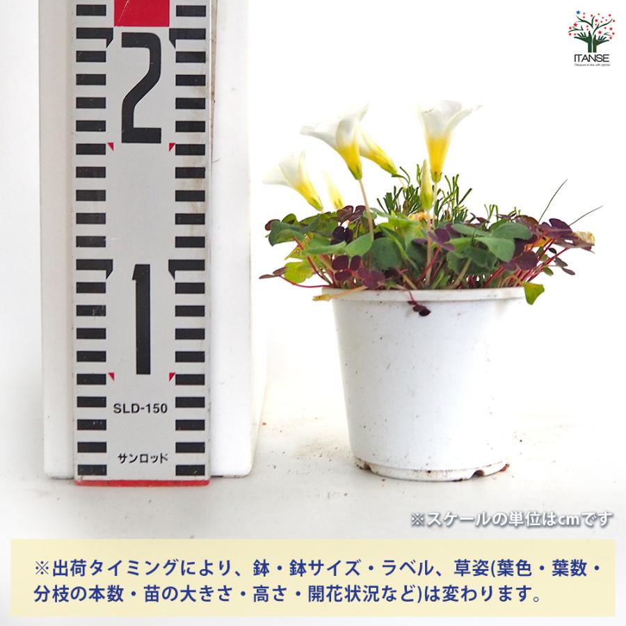 オキザリス バリアビリス 花苗 3.5号/1個売り ルテオラ カタバミ