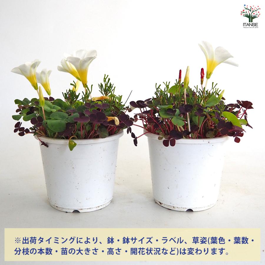 オキザリス バリアビリス 花苗 3.5号/1個売り ルテオラ カタバミ