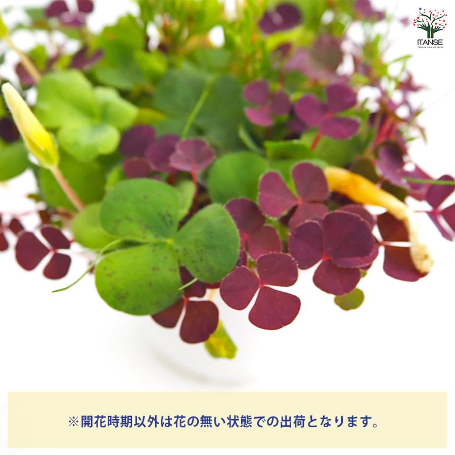 オキザリス バリアビリス 花苗 3.5号/1個売り ルテオラ カタバミ
