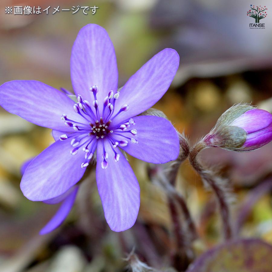 雪割草 花苗 2.5〜3.5号/1個売り 芽出し苗 ユキワリソウ