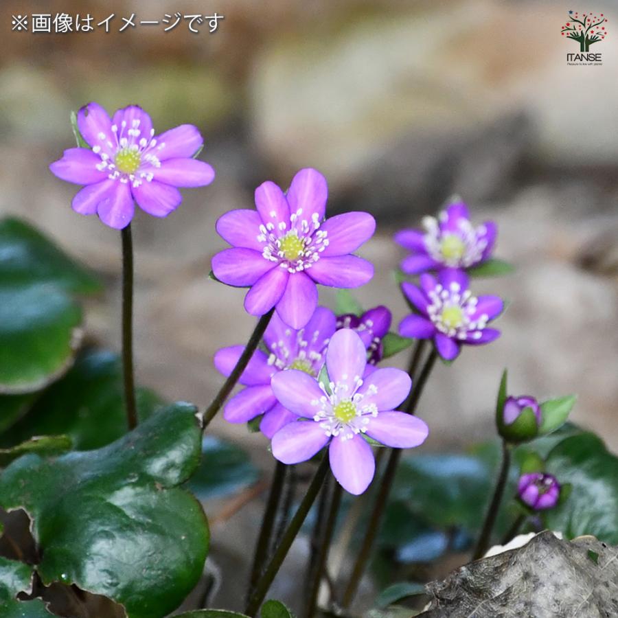 雪割草 花苗 2.5〜3.5号/1個売り 芽出し苗 ユキワリソウ