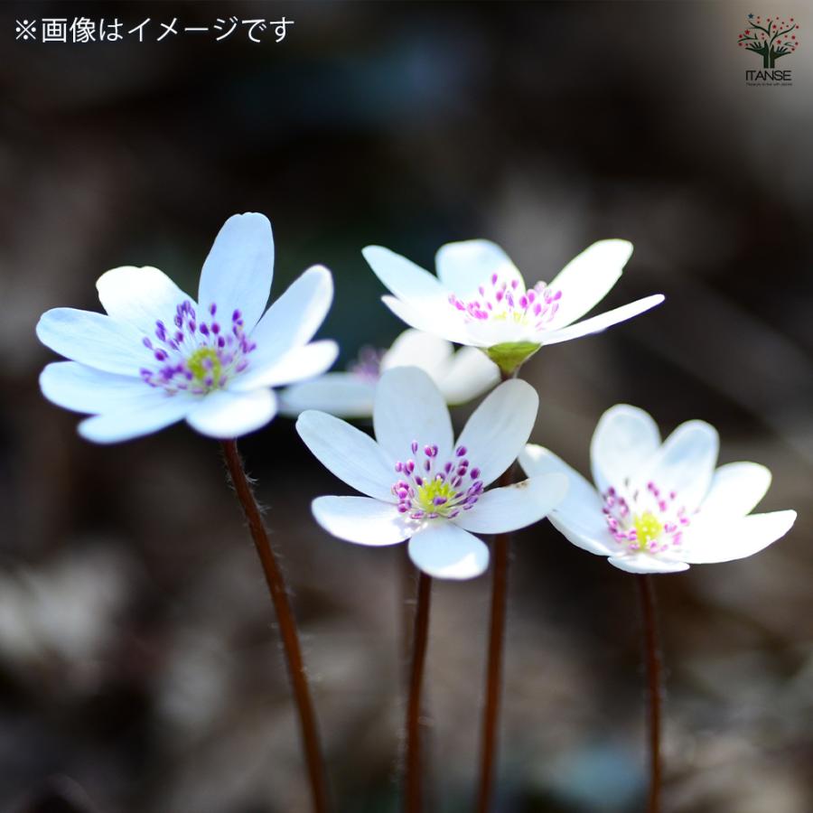 雪割草 花苗 2.5〜3.5号/お買い得8個セット 芽出し苗 ユキワリソウ