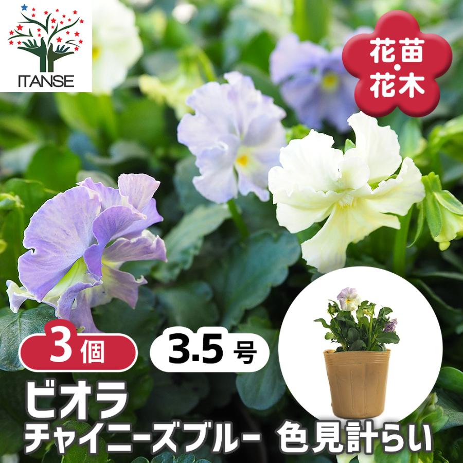 びおら様　ご依頼品　現品　メルカリ便発送　6苗 ビオラ苗❤️薔薇乙女❤️3苗 ラベル付き - メルカリ