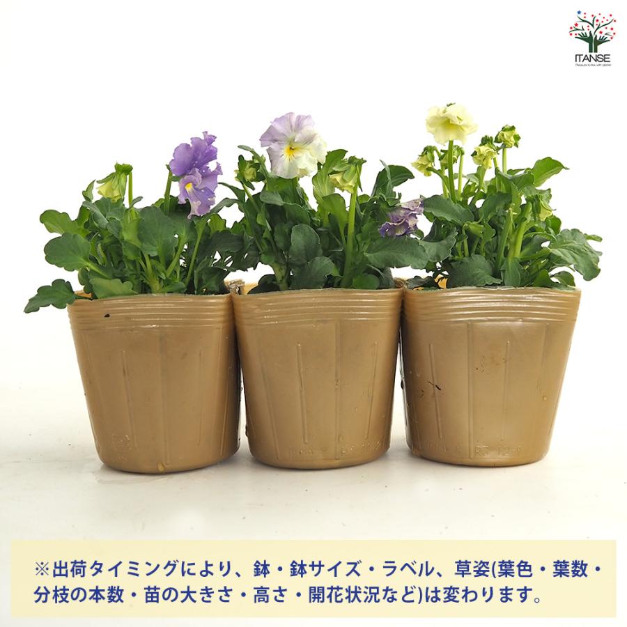 ビオラ チャイニーズブルー色見計らい 花苗 3.5号/お買い得3個セット