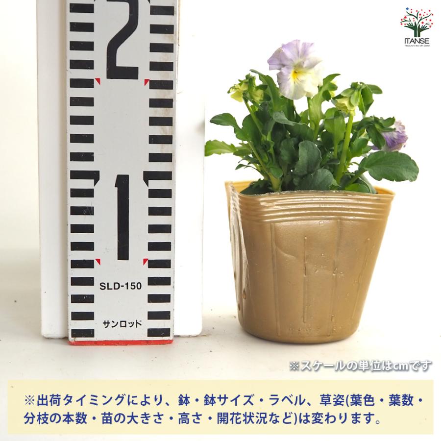 ビオラ チャイニーズブルー色見計らい 花苗 3.5号/お買い得4個セット