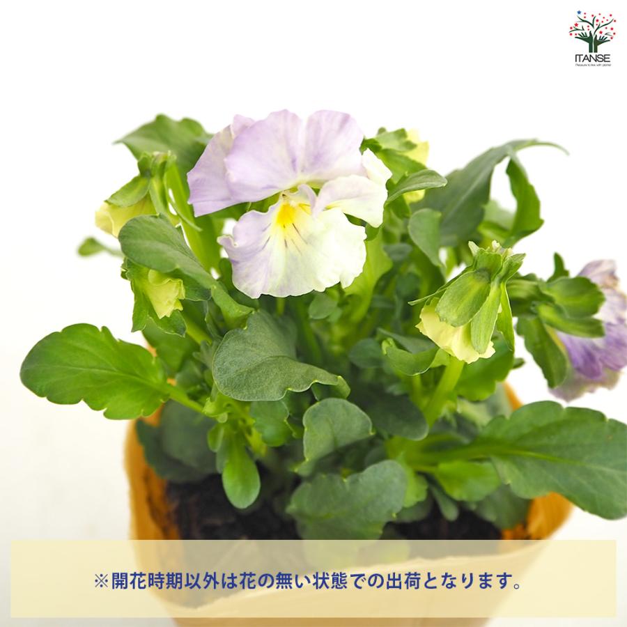 ビオラ チャイニーズブルー色見計らい 花苗 3.5号/お買い得4個セット