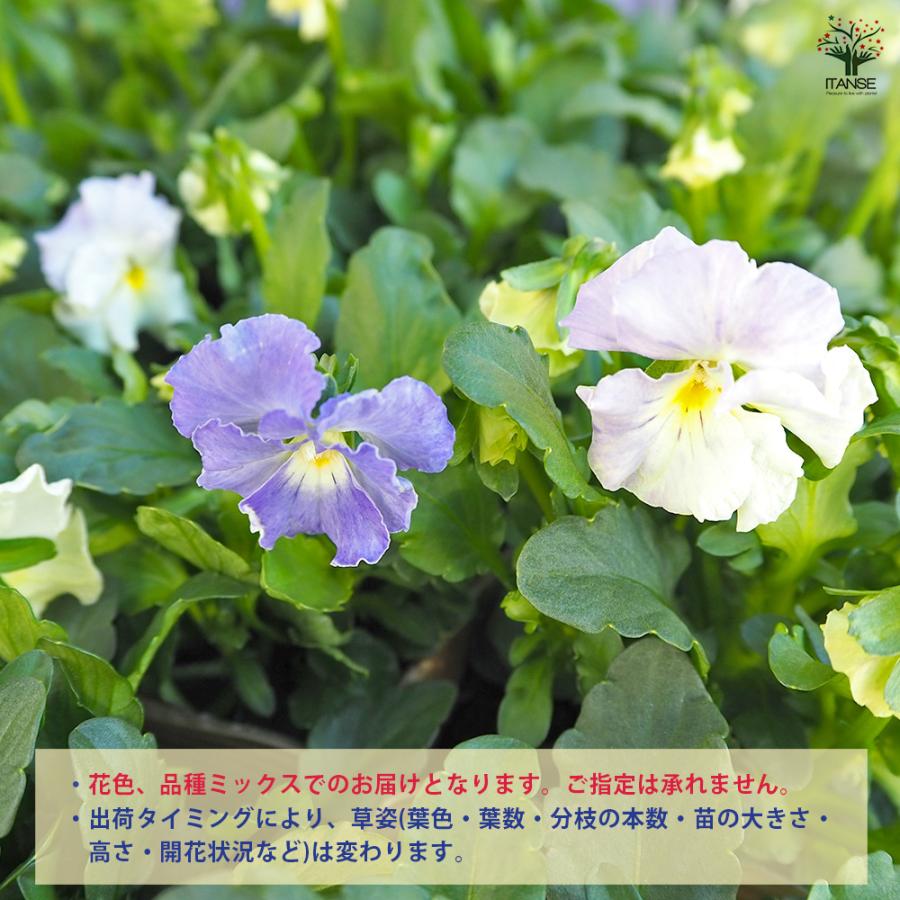 ビオラ チャイニーズブルー色見計らい 花苗 3.5号/お買い得4個セット