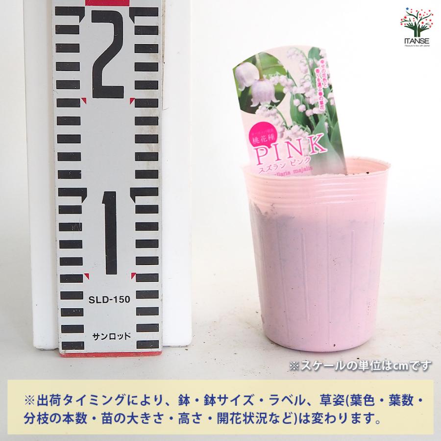 スズラン ピンク花 花苗 3号/1個売り 花木苗 花木の苗 花木 苗 鈴蘭