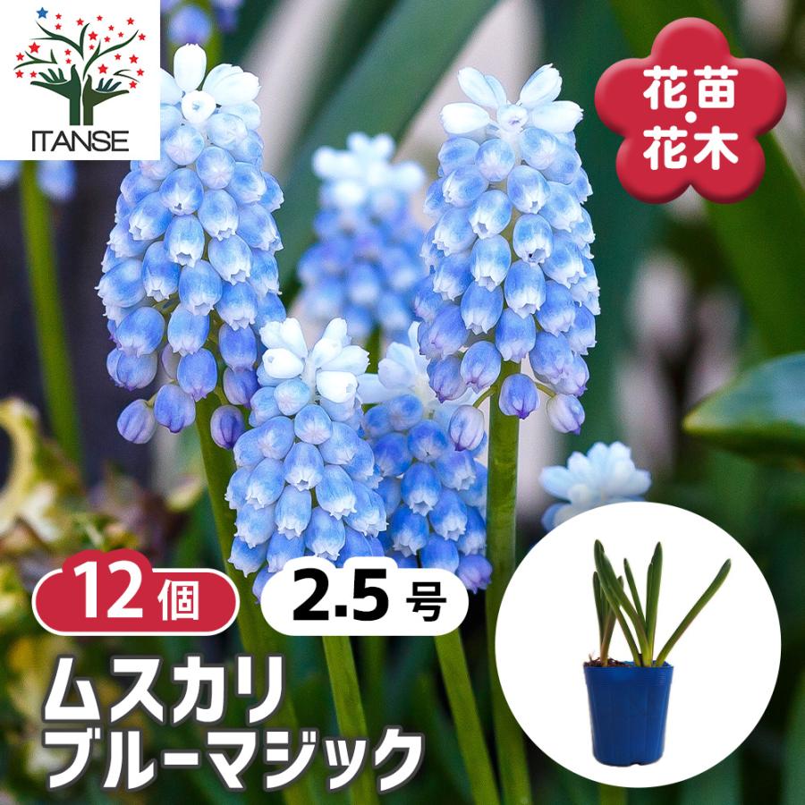 ムスカリ ブルーマジック 花苗 2.5号/お買い得12個セット 球根 花の