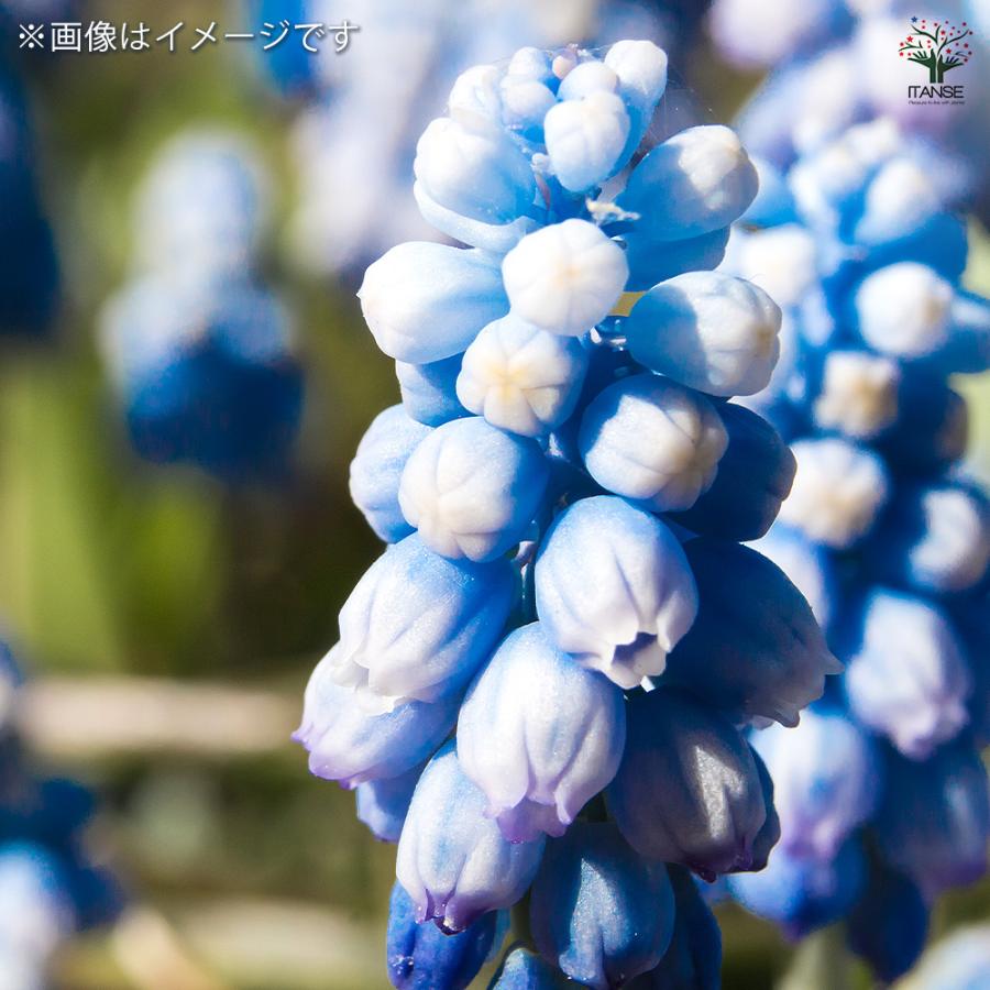 ムスカリ ブルーマジック 花苗 2.5号/お買い得12個セット 球根 花の