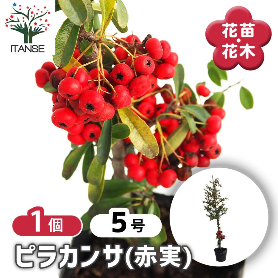 ピラカンサ (ピラカンサス) 赤実 花木苗 5号/1個売り トキワサンザシ