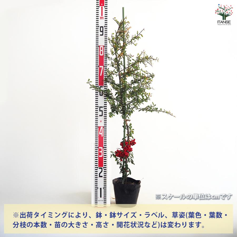 ピラカンサ (ピラカンサス) 赤実 花木苗 5号/1個売り トキワサンザシ