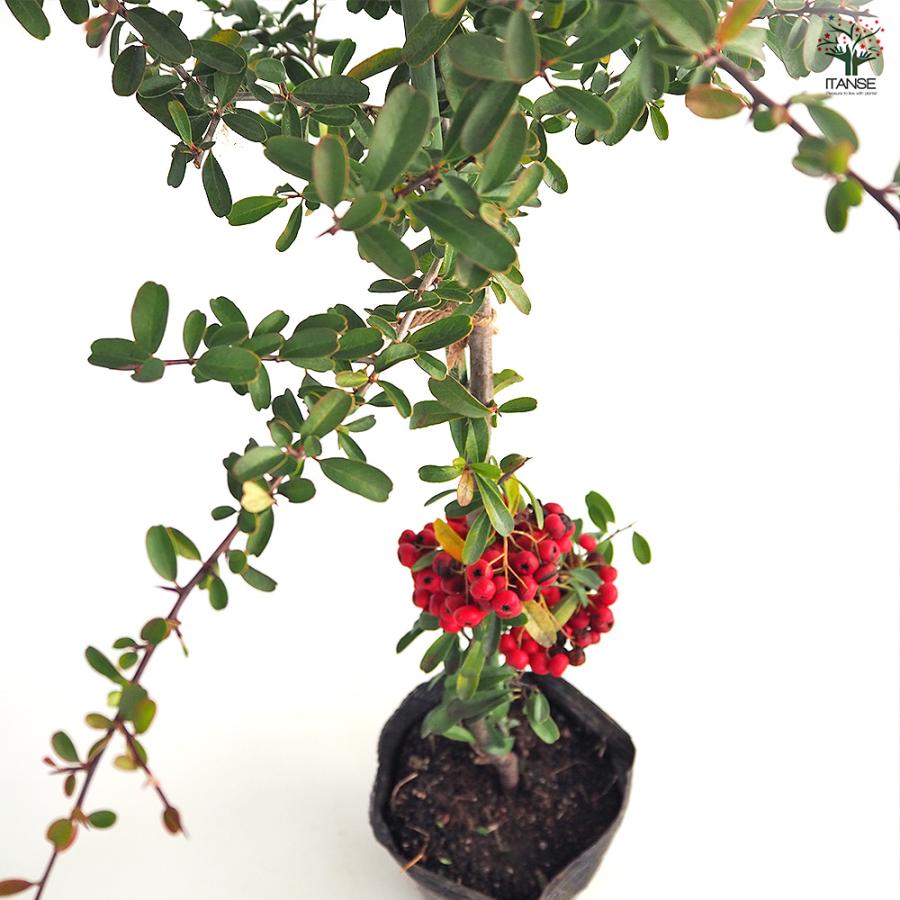 ピラカンサ (ピラカンサス) 赤実 花木苗 5号/1個売り トキワサンザシ