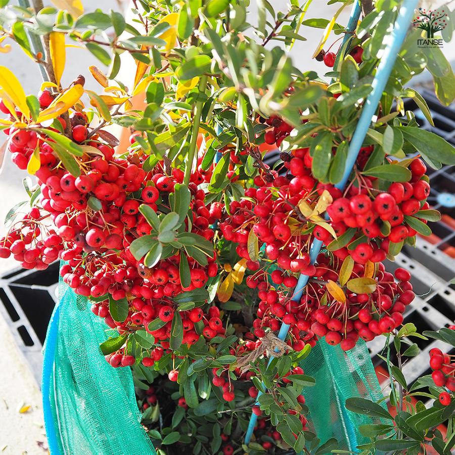 ピラカンサ (ピラカンサス) 赤実 花木苗 5号/1個売り トキワサンザシ