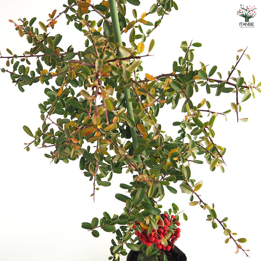 ピラカンサ (ピラカンサス) 赤実 花木苗 5号/1個売り トキワサンザシ