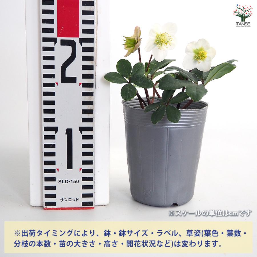 クリスマスローズ クリスマスキャロル 花苗 3.5号/お買い得2個セット