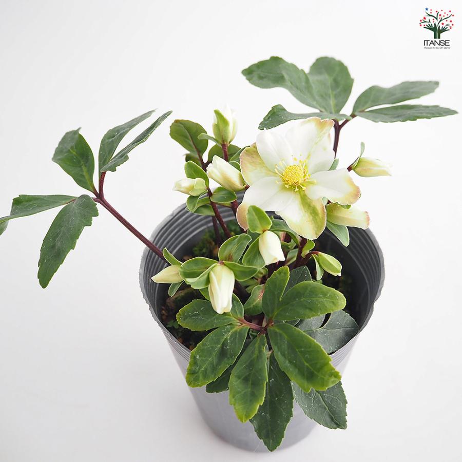 クリスマスローズ クリスマスキャロル 花苗 3.5号/お買い得2個セット