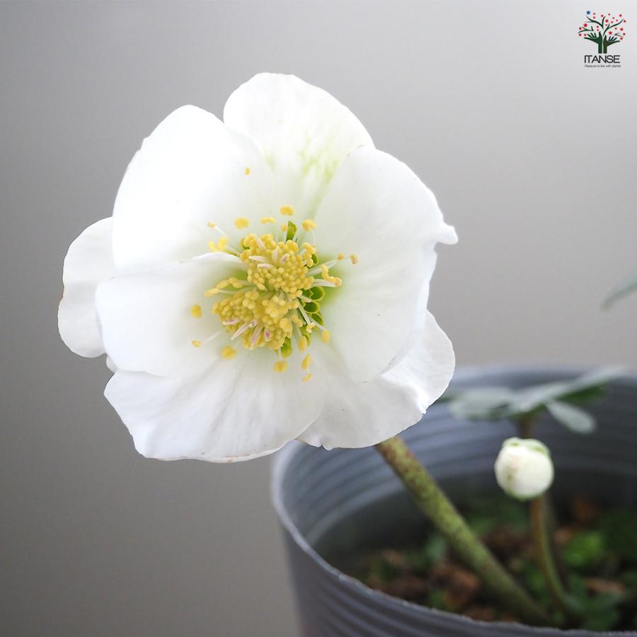 クリスマスローズ クリスマスキャロル 花苗 3.5号/お買い得2個セット