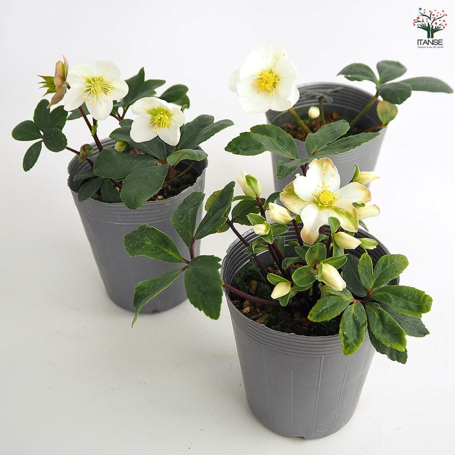 クリスマスローズ クリスマスキャロル 花苗 3.5号/お買い得2個セット