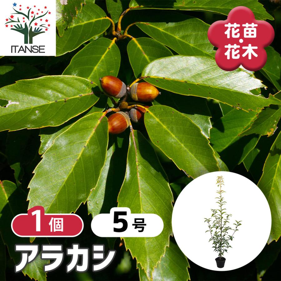 アラカシ 花木苗 5号/1個売り あらかし 粗樫 カシ ドングリ どんぐり 生垣 シンボルツリー 記念樹 花木 苗 苗木 花の苗 庭植え ...