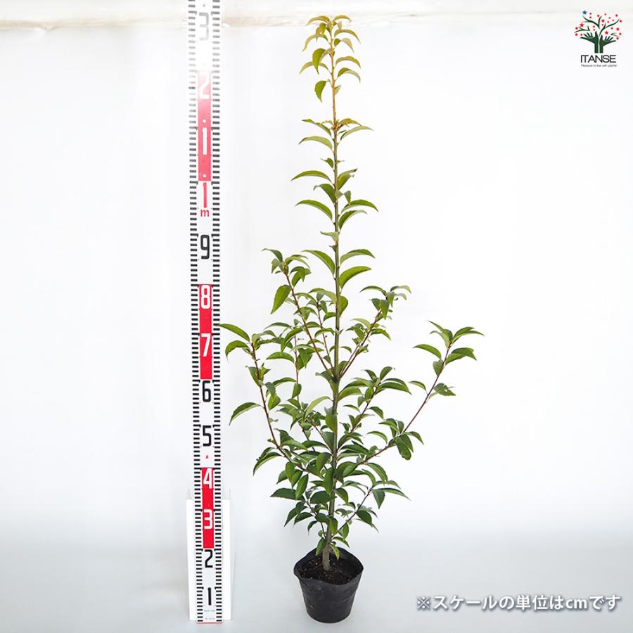 アラカシ 花木苗 5号/1個売り あらかし 粗樫 カシ ドングリ どんぐり 生垣 シンボルツリー 記念樹 花木 苗 苗木 花の苗 庭植え ...