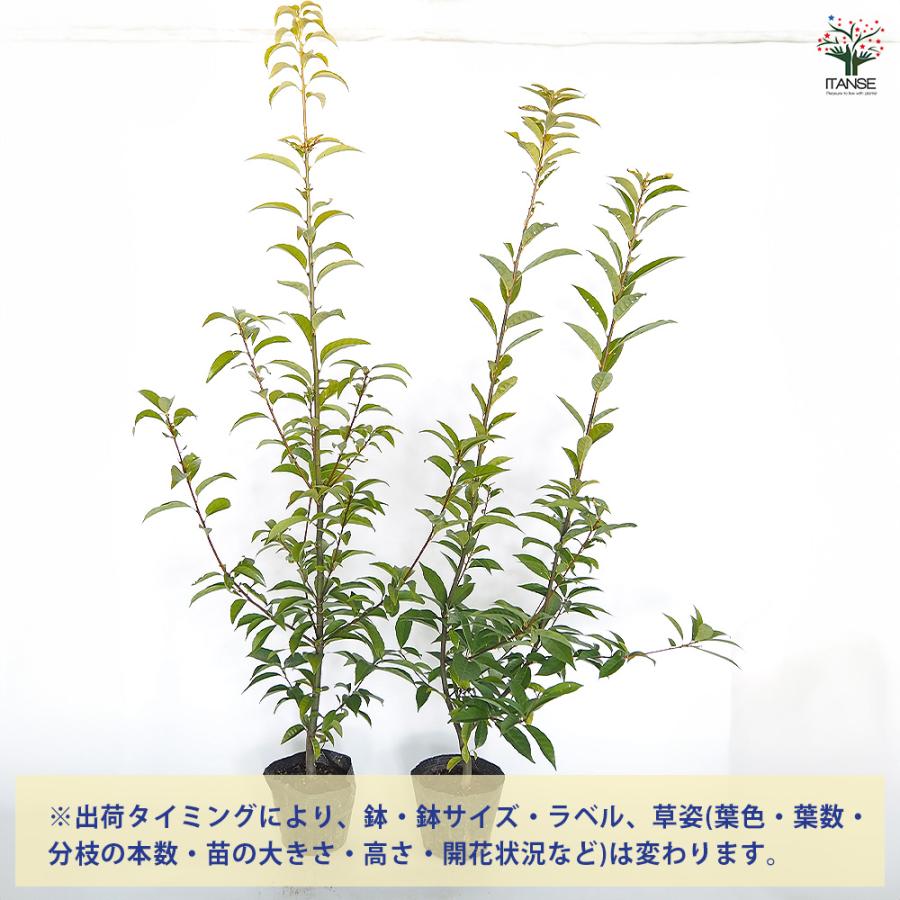 アラカシ 花木苗 5号/1個売り あらかし 粗樫 カシ ドングリ どんぐり 生垣 シンボルツリー 記念樹 花木 苗 苗木 花の苗 庭植え ...