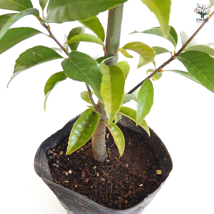アラカシ 花木苗 5号/1個売り あらかし 粗樫 カシ ドングリ どんぐり 生垣 シンボルツリー 記念樹 花木 苗 苗木 花の苗 庭植え ...