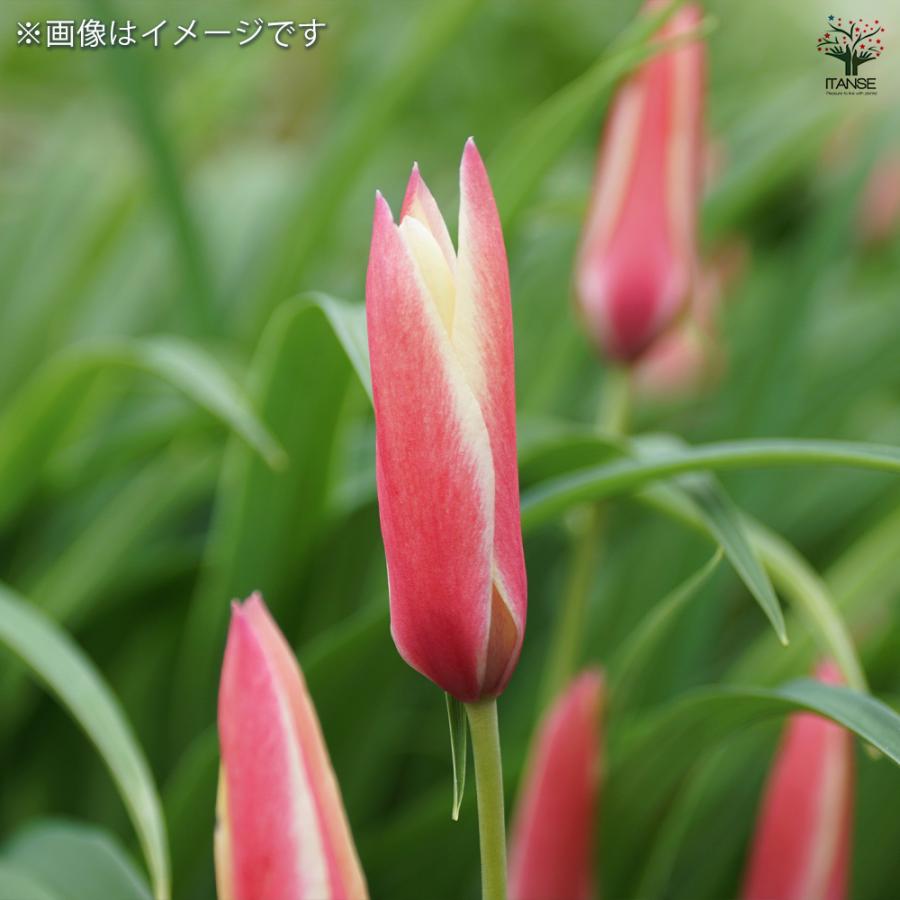 原種系チューリップ レディージェーン 芽出し苗 花苗 3号/お買い得3個
