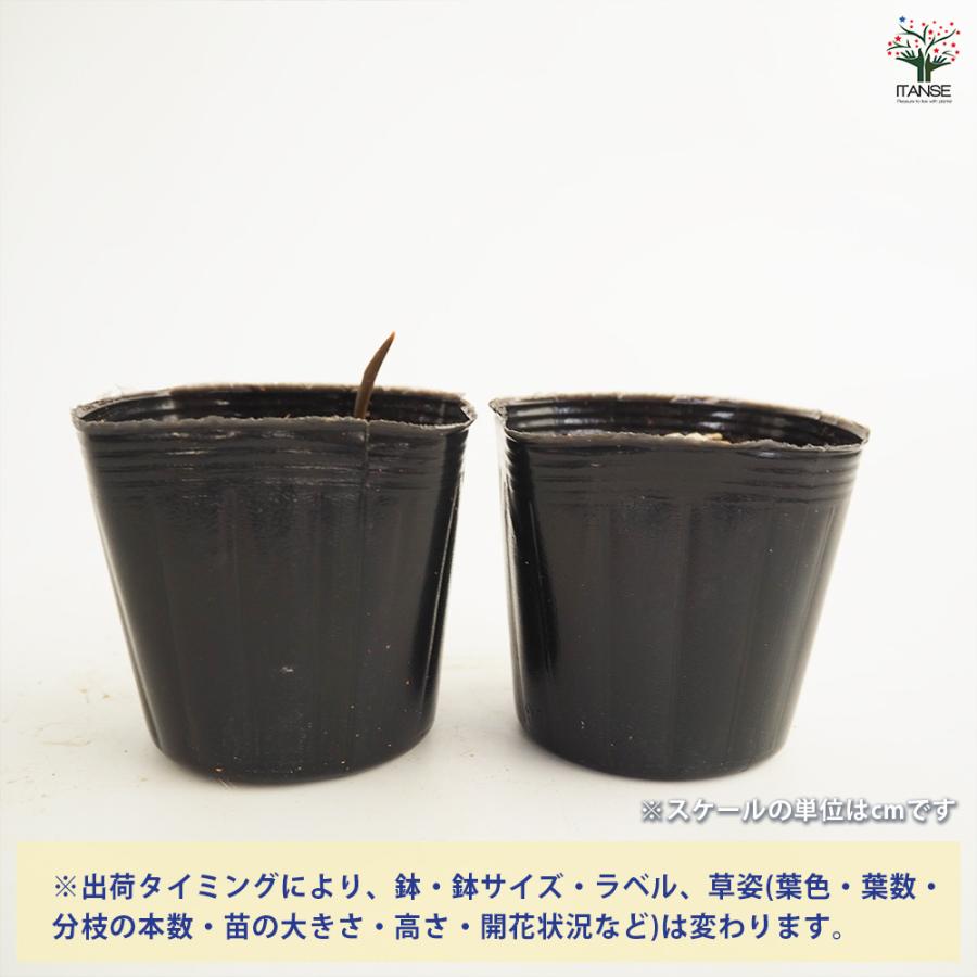 原種系チューリップ レディージェーン 芽出し苗 花苗 3号/お買い得3個