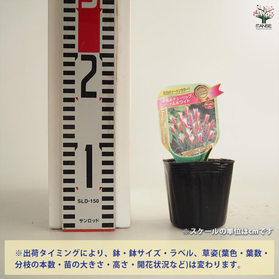 原種系チューリップ レディージェーン 芽出し苗 花苗 3号/お買い得4個