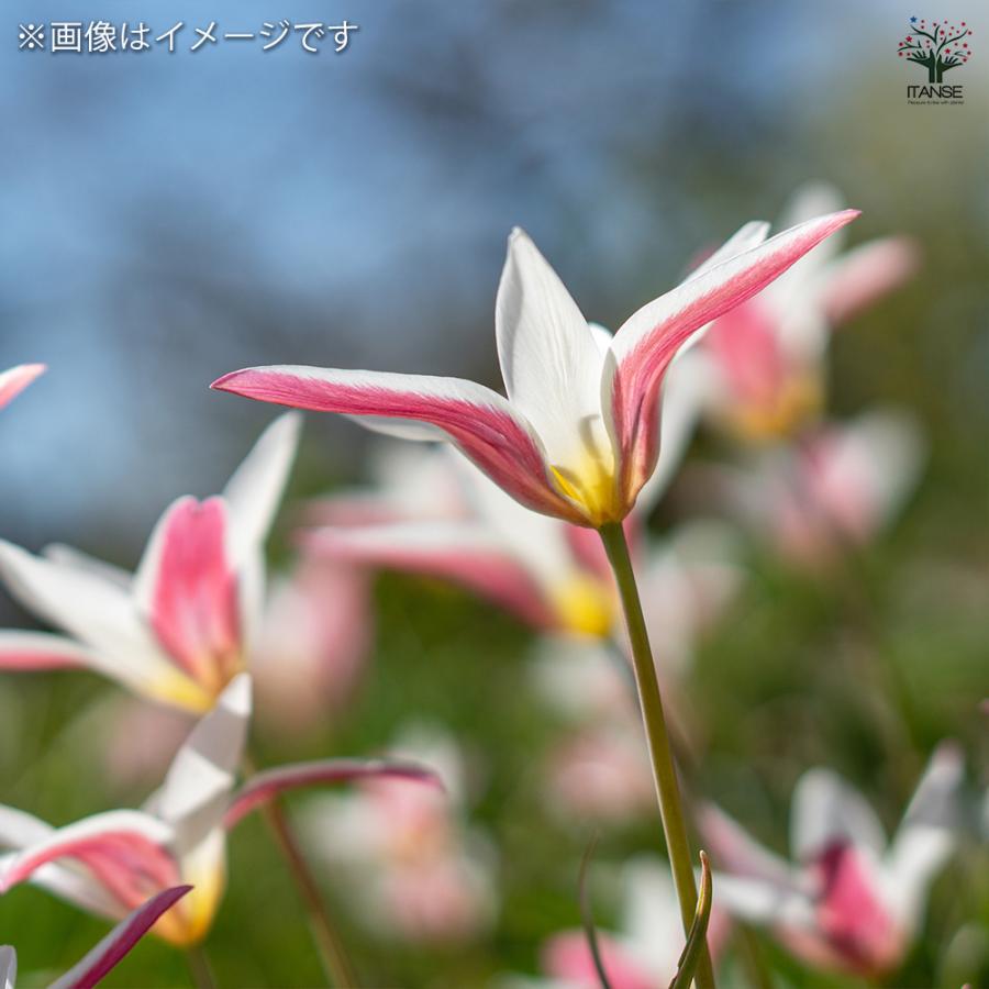 原種系チューリップ レディージェーン 芽出し苗 花苗 3号/お買い得4個