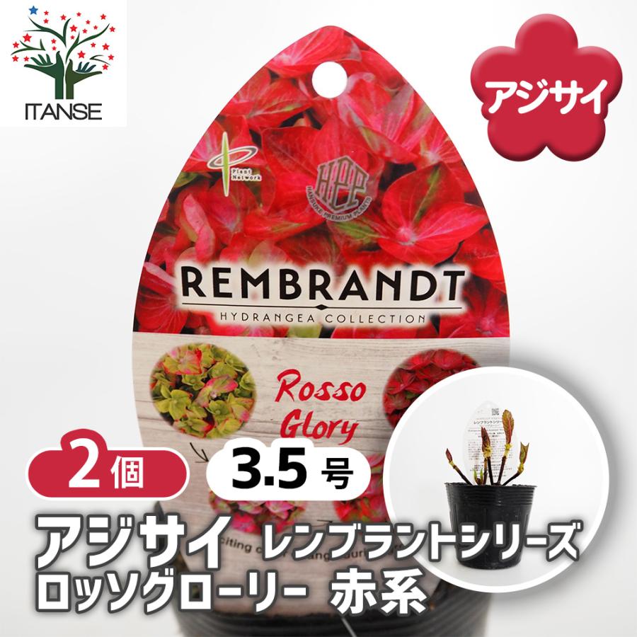 アジサイ レンブラント ロッソグローリー赤系 花木苗 3.5号/お買い得2