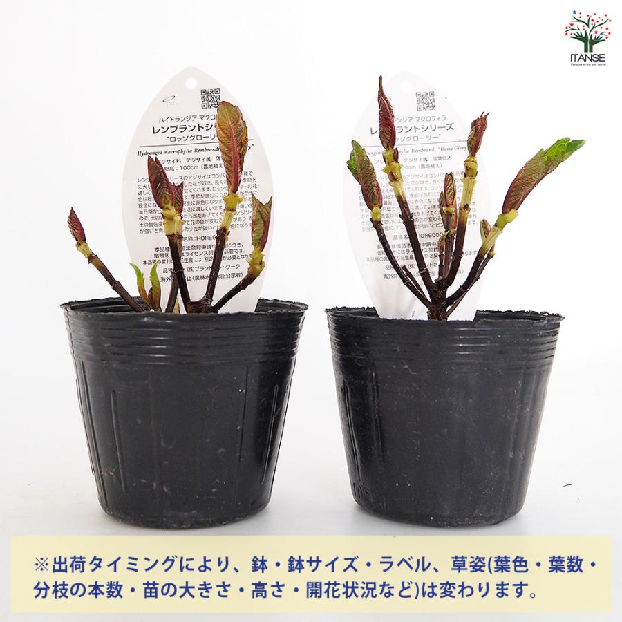 アジサイ レンブラント ロッソグローリー赤系 花木苗 3.5号/お買い得2