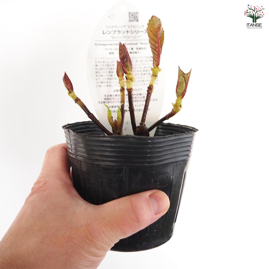アジサイ レンブラント ロッソグローリー赤系 花木苗 3.5号/お買い得2