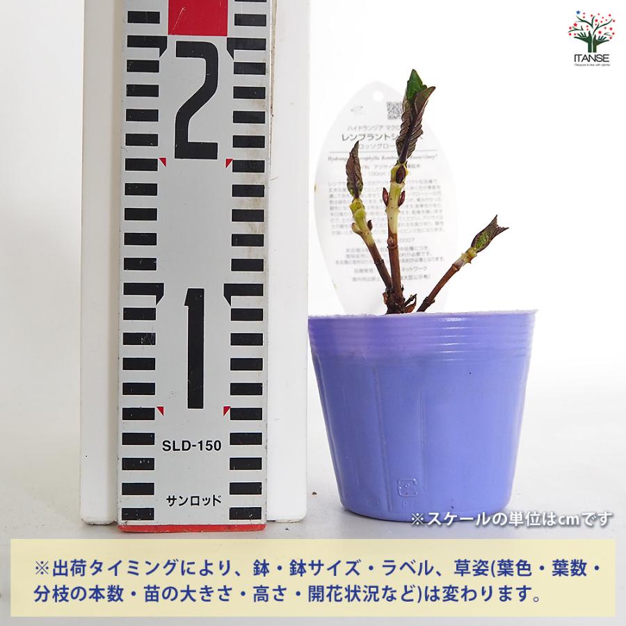 アジサイ レンブラント ロッソグローリー青系 花木苗 3.5号/お買い得3