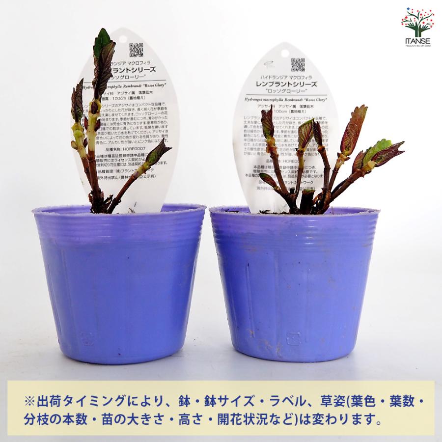 アジサイ レンブラント ロッソグローリー青系 花木苗 3.5号/お買い得3