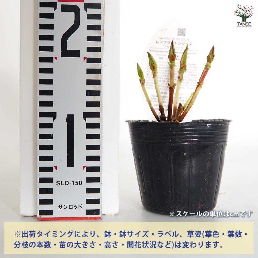 アジサイ レンブラント ドルチェシック 花木苗 3.5号/1個売り あじさい