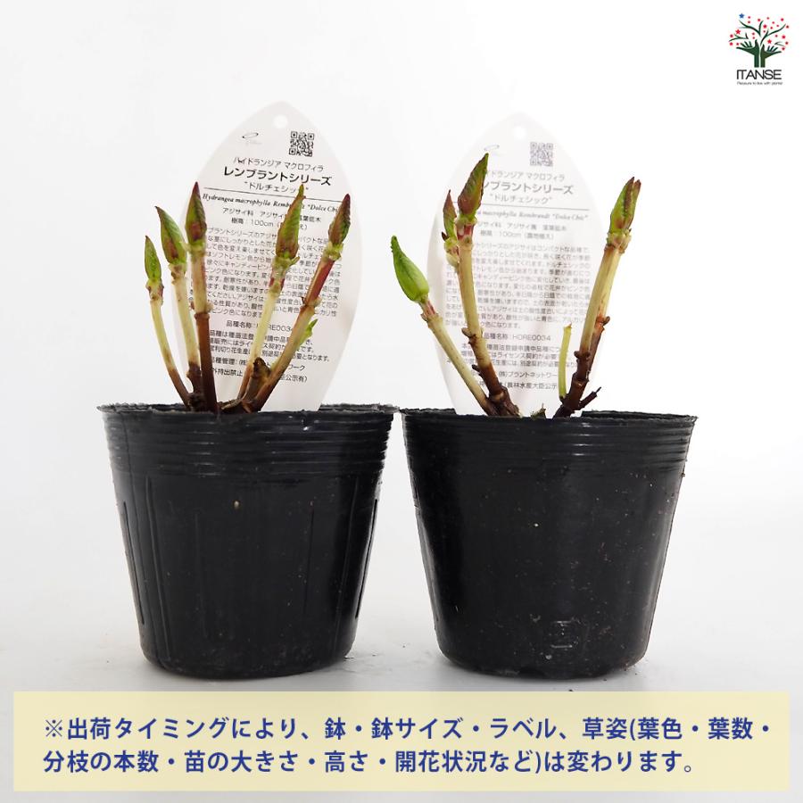 アジサイ レンブラント ドルチェシック 花木苗 3.5号/1個売り あじさい