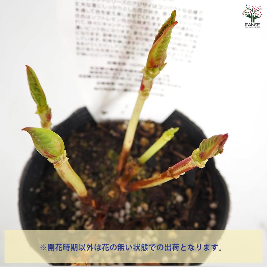 アジサイ レンブラント ドルチェシック 花木苗 3.5号/1個売り あじさい