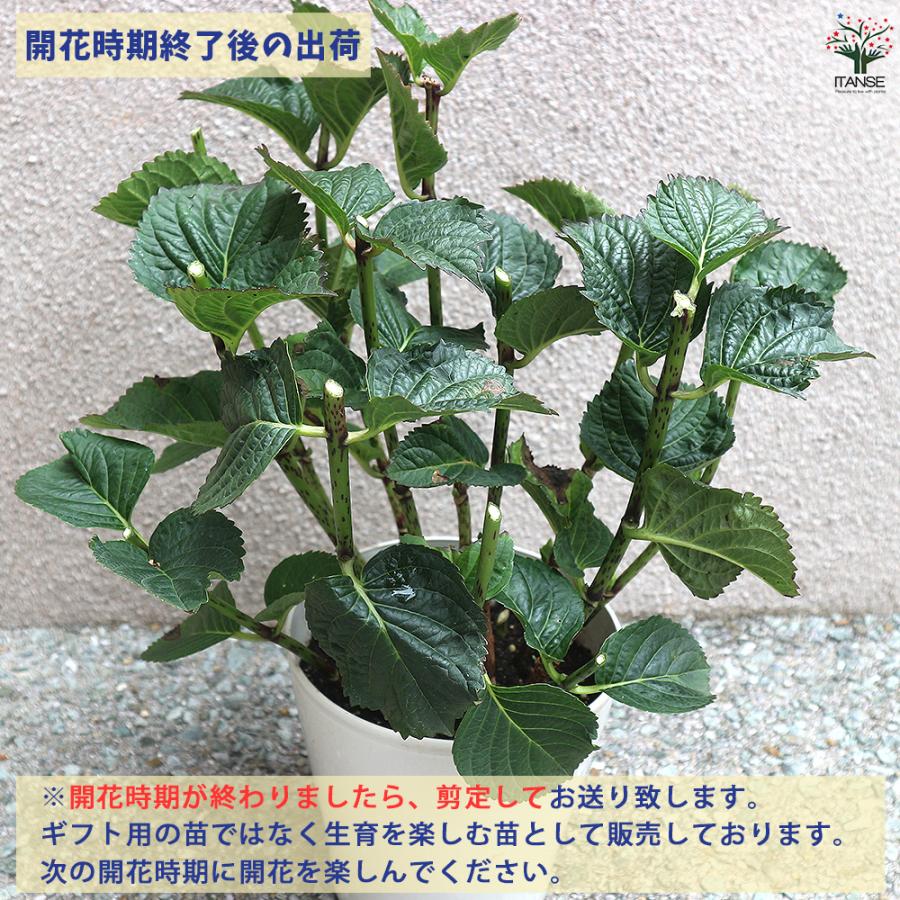 アジサイ レンブラント ドルチェシック 花木苗 3.5号/1個売り あじさい