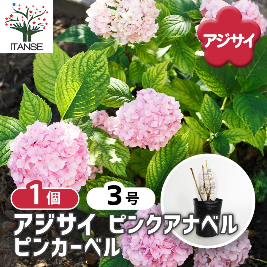 アジサイ ピンクアナベル ピンカーベル 花木苗 3号/1個売り あじさい苗