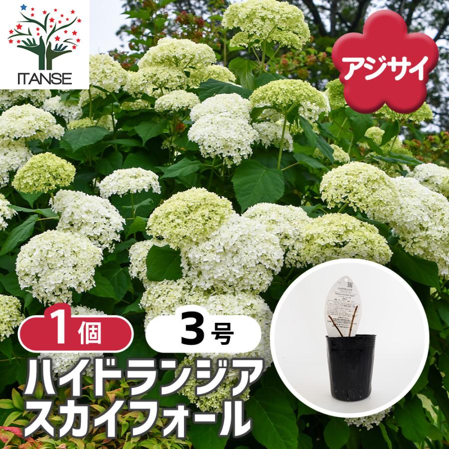 ハイドランジア スカイフォール 花木苗 3号/1個売り 花木 花木の苗 花