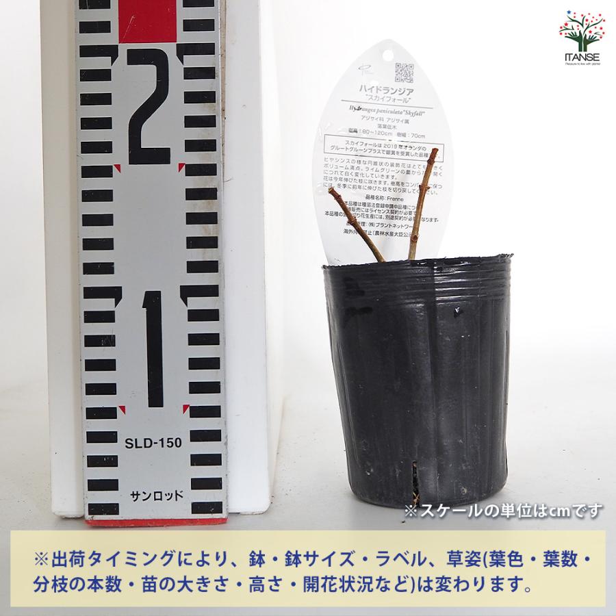 ハイドランジア スカイフォール 花木苗 3号/1個売り 花木 花木の苗 花