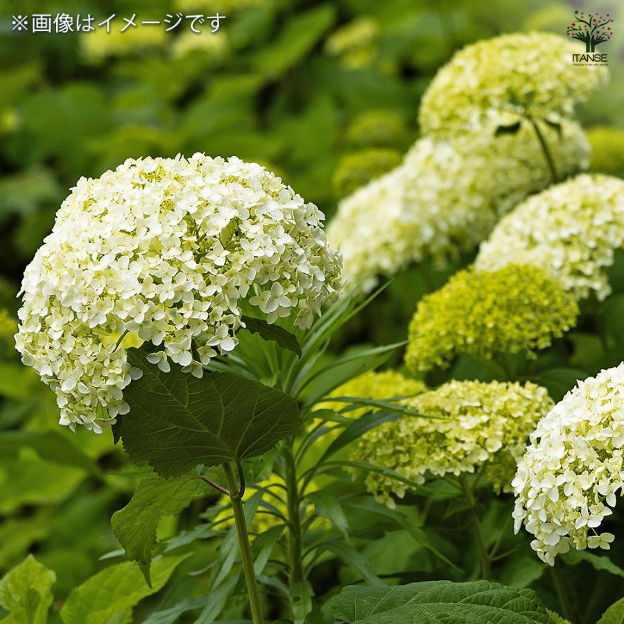 ハイドランジア スカイフォール 花木苗 3号/1個売り 花木 花木の苗 花