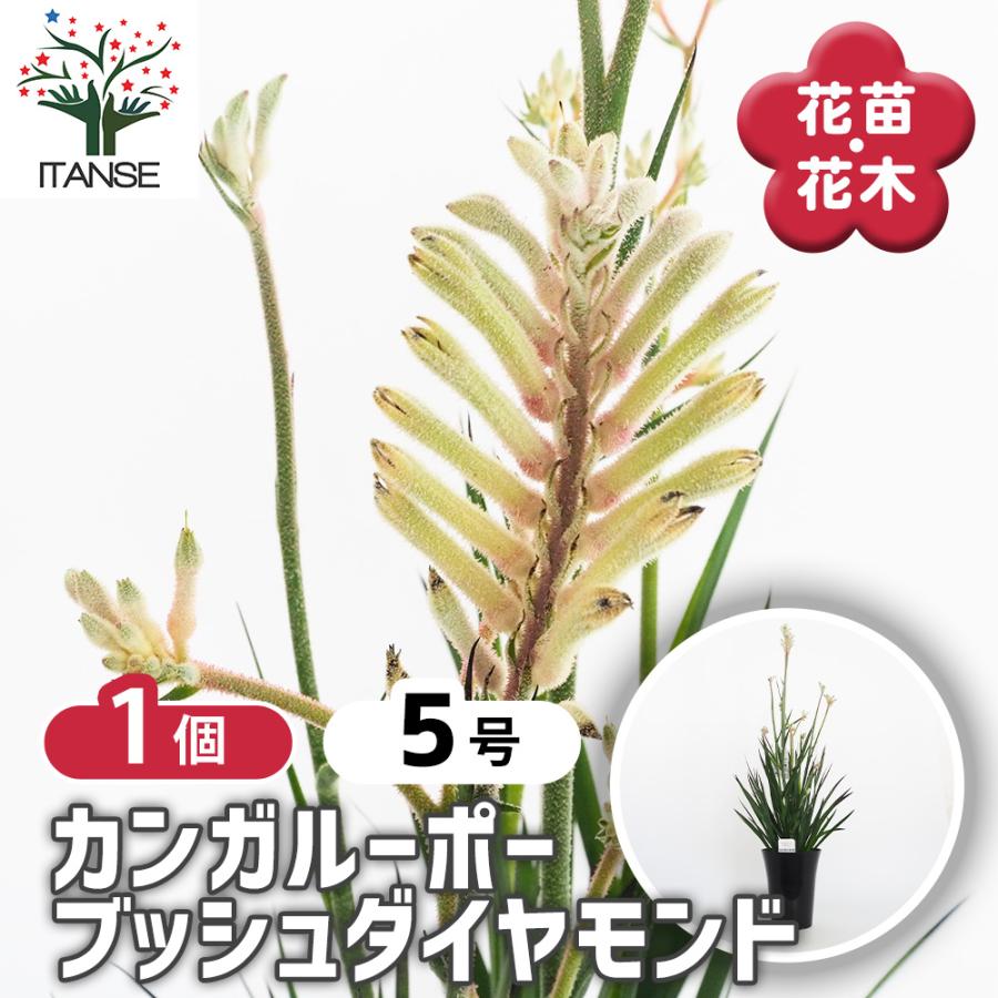 カンガルーポー ダイヤモンド 花苗 5号/1個売り 花の苗 花 苗 観葉植物