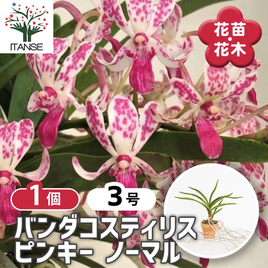 バンダコスティリス ピンキー ノーマル 花苗 3号/1個売り 洋ラン よう