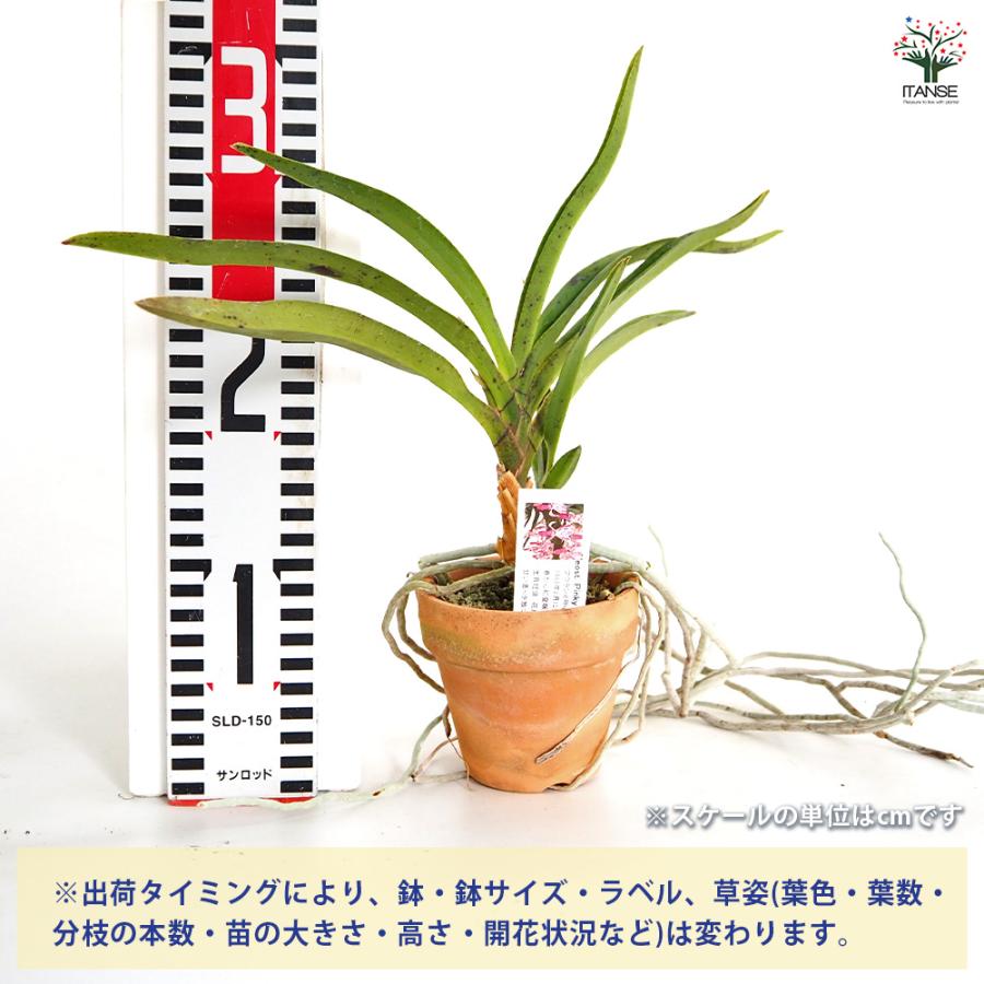 バンダコスティリス ピンキー ノーマル 花苗 3号/1個売り 洋ラン よう