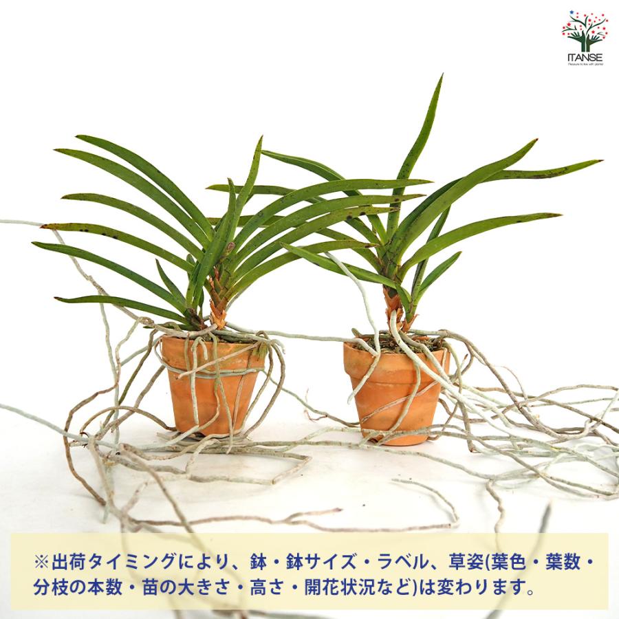 バンダコスティリス ピンキー ノーマル 花苗 3号/1個売り 洋ラン よう