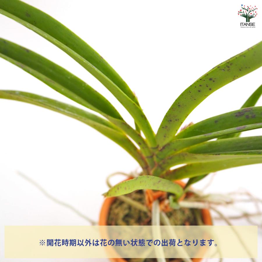 バンダコスティリス ピンキー ノーマル 花苗 3号/1個売り 洋ラン よう